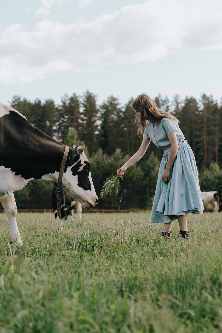 girl in blue dress standing on green grass field with white and black cow