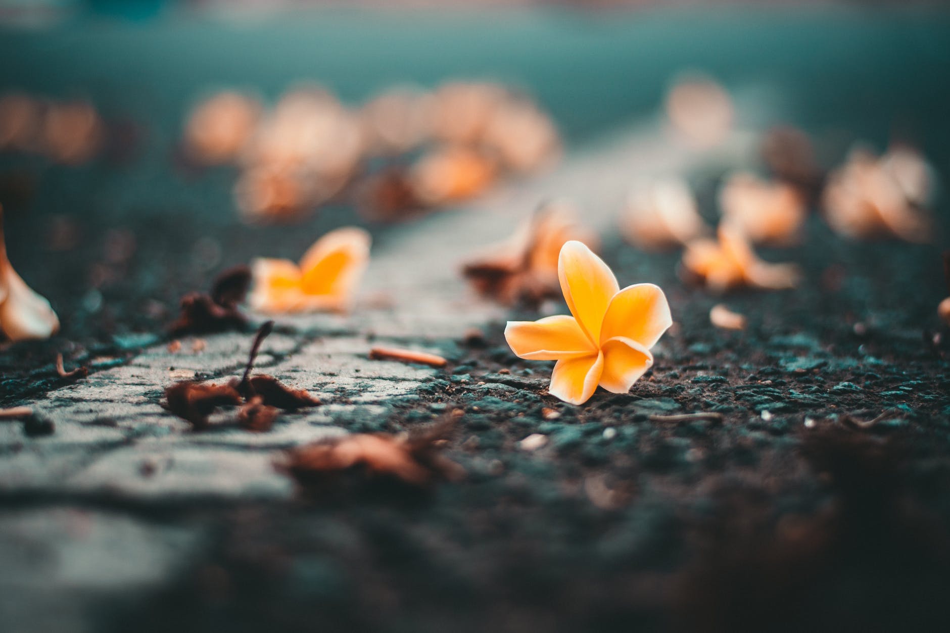 close up photo of yellow petaled flowers