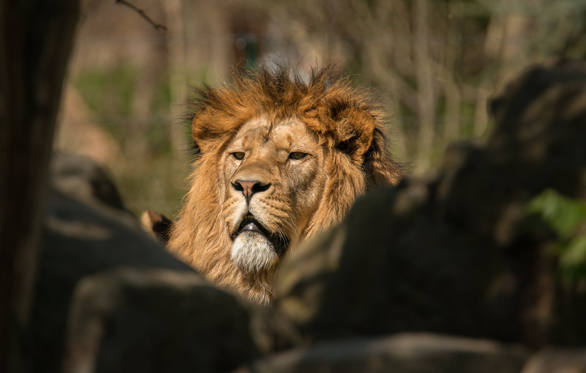 lion resting in sunlight in savanna