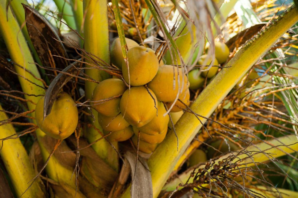 green coconuts