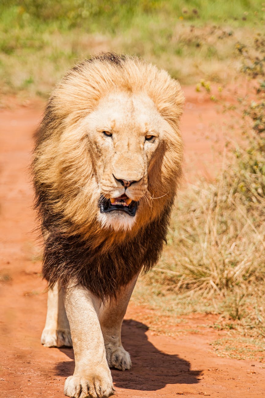 lion walking on path among green grass in nature