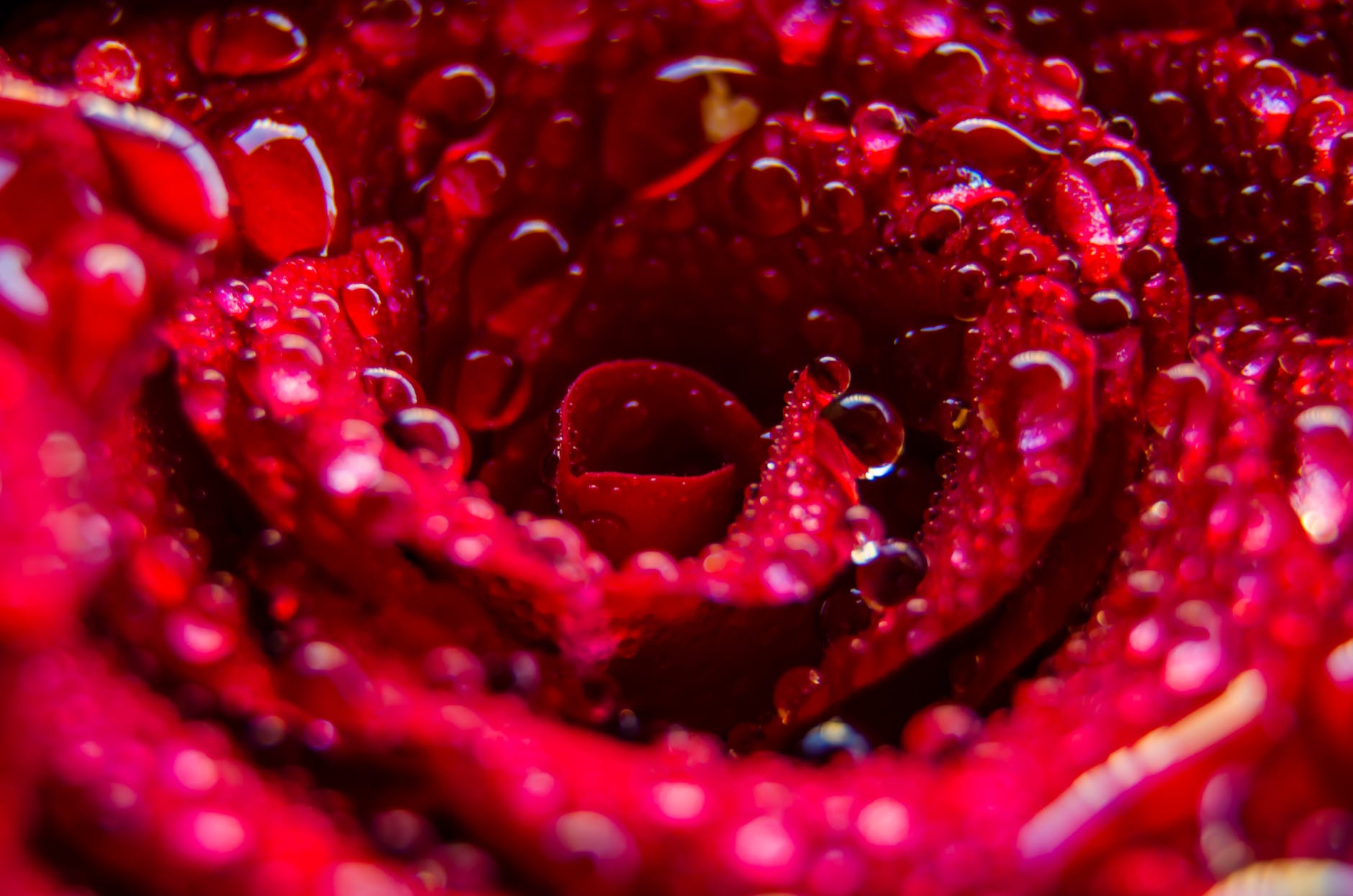 red flower with water droplets