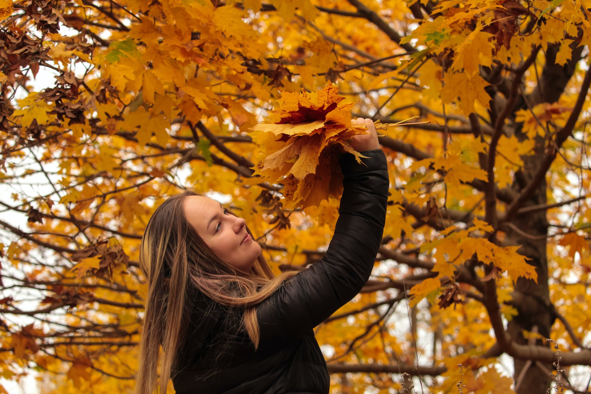 woman in black long sleeve shirt holding maple leaves