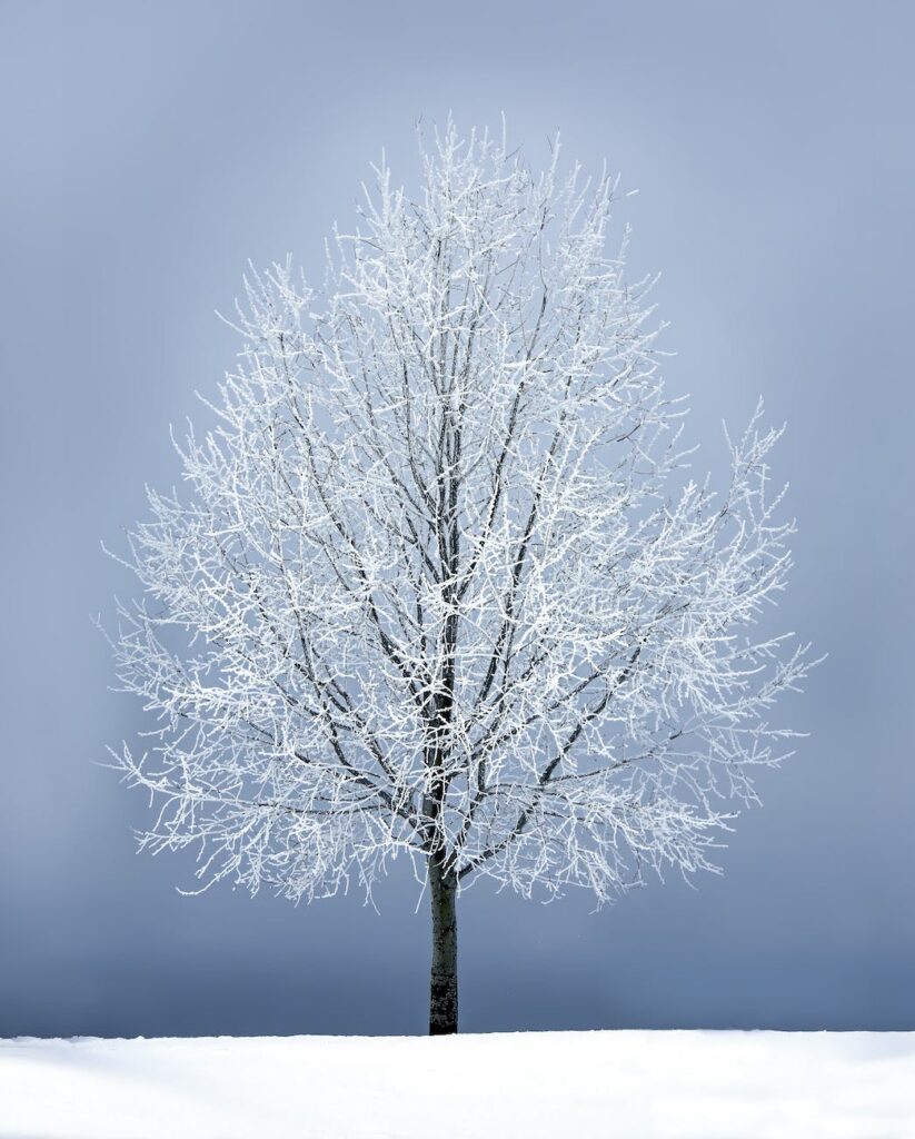 leafless tree under gray sky